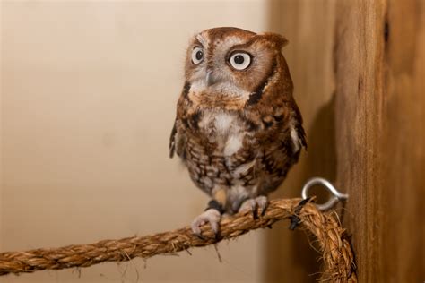 Eastern Screech Owl Smithsonians National Zoo