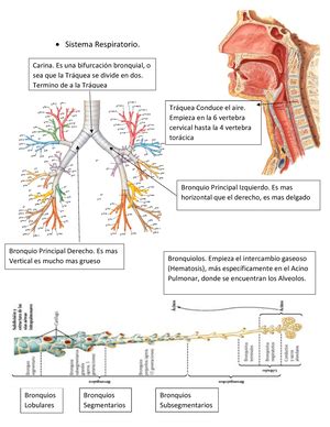 Arterias Sistema Respiratorio Anatom A Descripci N Y Posici N De Los