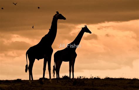 Courting Giraffe Silhouette By Jill Fisher Redbubble