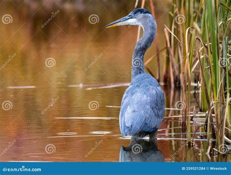 Great Blue Heron Ardea Herodias Wading Through The Reeds Stock Photo