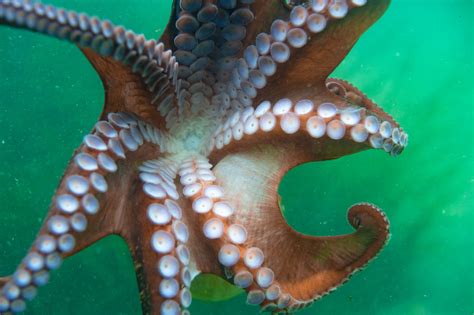 Do Octopus Have Beaks? - OctoNation - The Largest Octopus Fan Club!