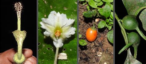 Pesquisadores do Acre descobrem novas espécies de plantas Planeta