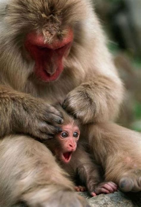 Cute Funny Baby Monkey Daily Picks And Flicks