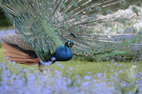 Peacock Staart Pauwenveren Gratis Foto Op Pixabay Pixabay