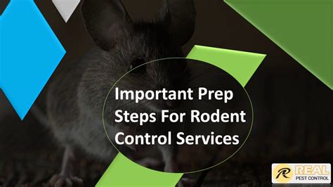 Important Prep Steps For Rodent Control Services Youtube