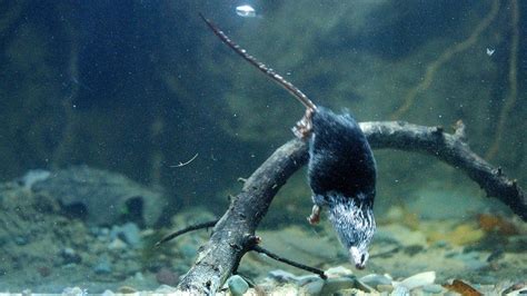 Water Shrew