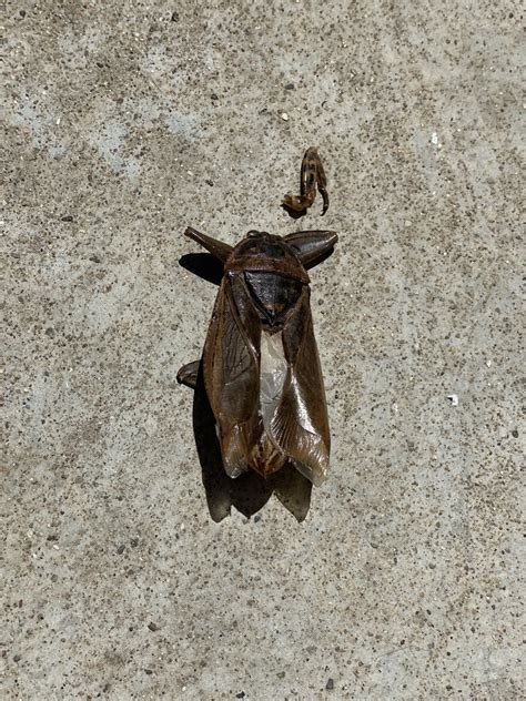 Lethocerus Truxali From Jos Agust N Ramirez Ometepec Gro Mx On July