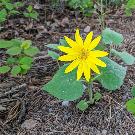 Arnica Cordifolia Heart Leaf Arnica Arnica Cordifolia Is Flickr