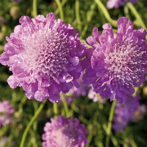 Scabieuse Pink Mist Scabiosa Vivace à Très Longue Floraison Mauve