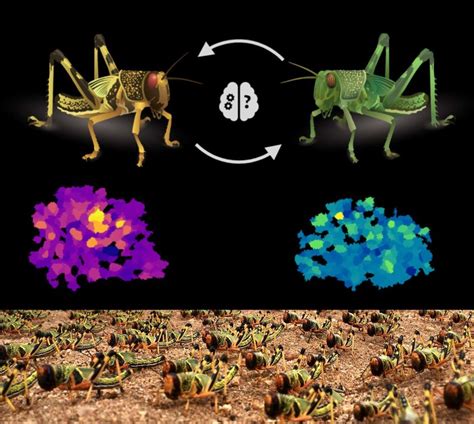 Neurobiology of Swarm-Forming Locusts – doctoral position