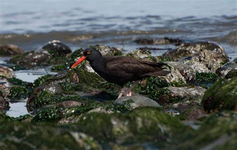 Great Reasons The Dungeness Spit Is Perfect For Birdwatching