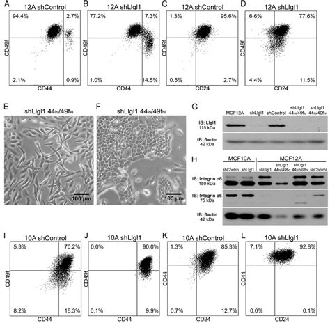 Llgl1 Regulates Expression Of Cell Lineage Markers A D I L Cells