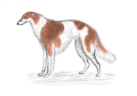 First Borzoi Sketch By Avocet21 On Deviantart