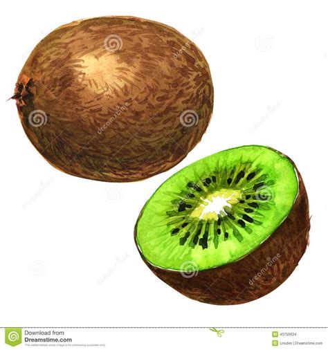 Kiwi Fruit Watercolor Painting