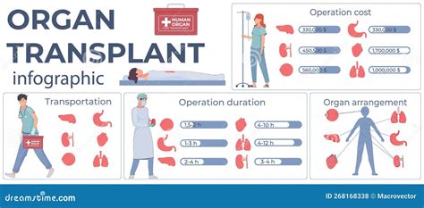 Infographies Plates Sur La Transplantation Dorgane Illustration De