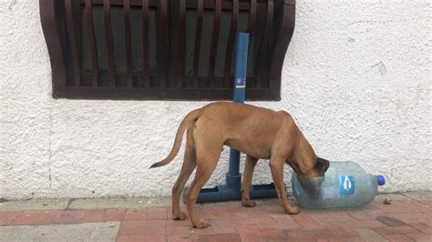 Perro Callejero Salvó Una Familia En Perú Orinó Sobre El Explosivo