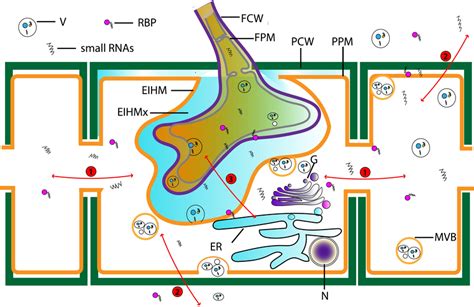 Transkingdom Transportation Of Small Rnas Between Plants And Fungi