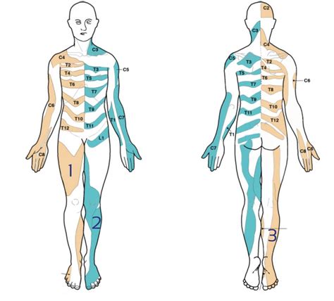 Zervikale Radikulopathie Diagnose Behandlung für Physios