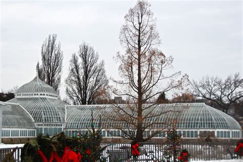 Wife Mother Gardener Dawn Redwood Metasequoia Glyptostroboides In