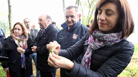 Medio Rural Identifica Casta Os Resistentes A La Avispilla Para Seguir