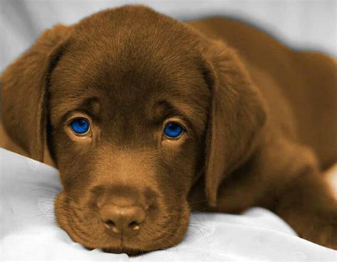 Chocolate Lab With Beautiful Blue Eyes Puppy Dog Eyes Cute Animals