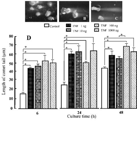 Representative Photomicrographs Of Single Cell Gel Electrophoresis