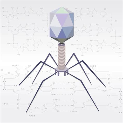 Structure of virus Bacteriophage — Stock Vector © edesignua #13696096