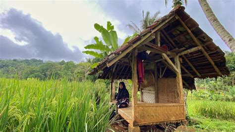 Live Niat Kuring Di Ajak Mamah Muda Ke Saung Sawah Di Kampung