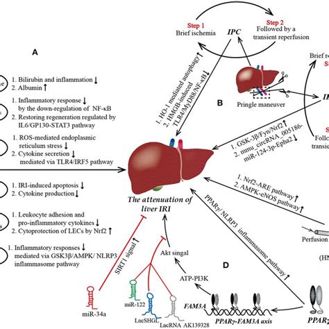 Pathophysiology Of Liver Ischemia Reperfusion Injury IRI And