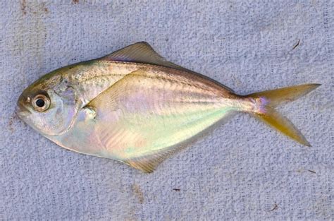 California Butterfish Aka Pacific Pompano