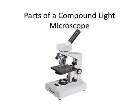 Monocular Compound Light Microscope Parts And Functions Shelly Lighting