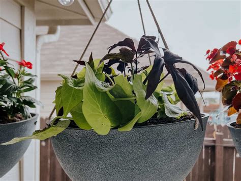 The BEST Outdoor Hanging Plants - Love & Renovations