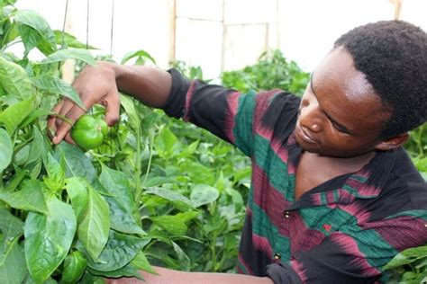 Capsicum Farming In Kenya A Complete Cultivation Guide Farmers Trend