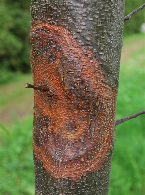 Chestnut Blight | Tree Diseases | Norfolk-Trees.co.uk