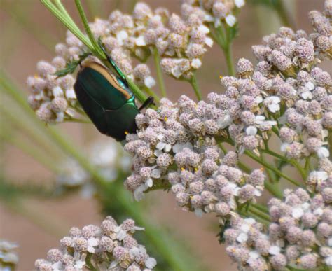 Mother Nature's Backyard - A Water-wise Garden: Green Fig Beetle ...