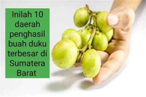 Daerah Penghasil Duku Terbesar Di Sumatera Barat Bukan Kabupaten