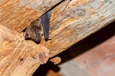 Plan Maison Pour Chauve Souris Ventana Blog