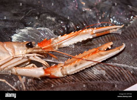 Norway Lobster Nephrops Norvegicus With Bound Claws Stock Photo Alamy