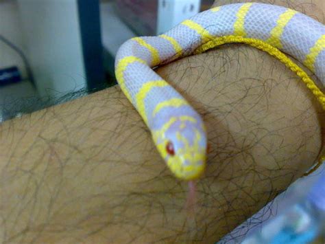 Albino And California Banded King Snake For Sale Adoption From Penang