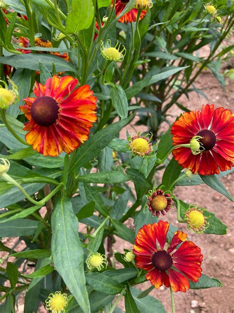 Helenium 'Chelsey' – Champion Plants