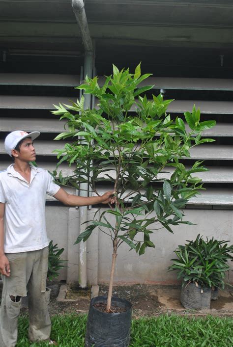 Baligang1 Cainta Plant Nursery