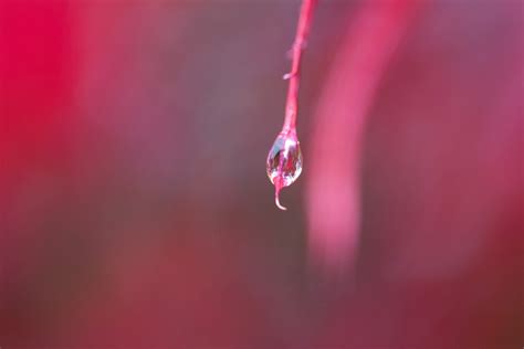 Kostenlose Foto Fallen Tau Verwischen Fotografie Regen Blume