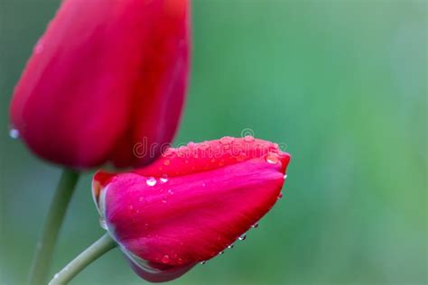 Red Tulips after Rain with Raindrops Stock Photo - Image of flora, leaf ...