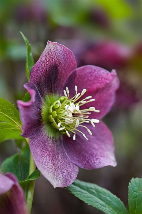 Hellebore