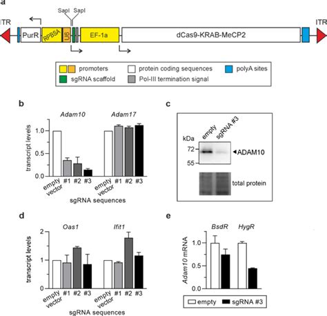 构建一套新型转座子载体，通过 Crispr 干扰有效沉默蛋白质和 Lncrna 基因molecular Biotechnology X Mol