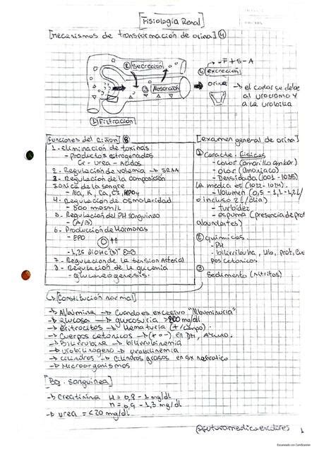 Sistema Renal Guyton Y Hall Futuramedica Encolores Udocz