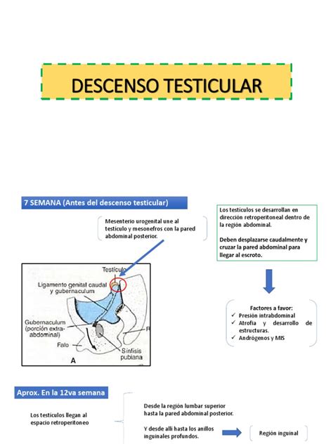 Descenso Testicular Testículo Abdomen