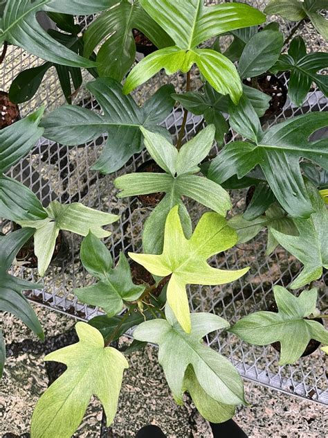 Philodendron Florida Ghost Mint 4 Pot House Plant Aroid Houseplant