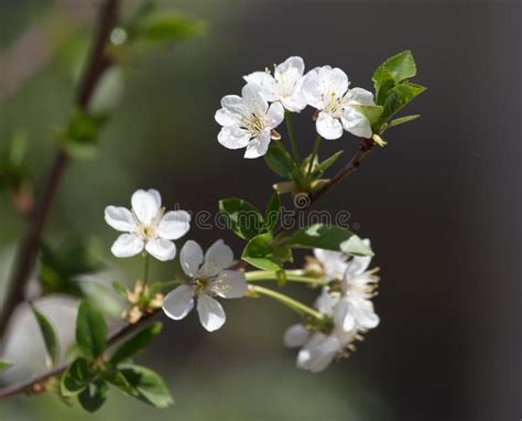 Beautiful Flowers on a Tree Branch in Nature Stock Image - Image of bloom, bright: 102551441