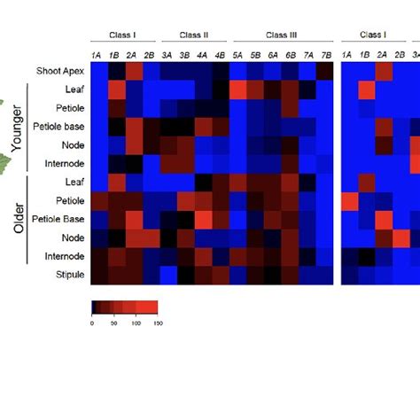 Expression Profiles Of MdGA2ox Genes In Apple Seedling Structures